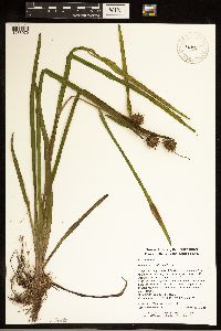 Sparganium americanum image