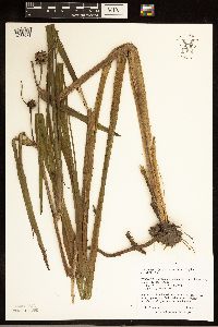 Sparganium eurycarpum image