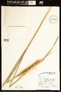 Typha angustifolia image