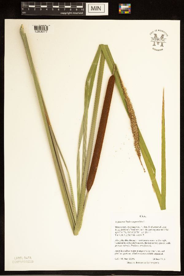Typha angustifolia image