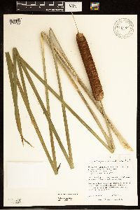 Typha x glauca image