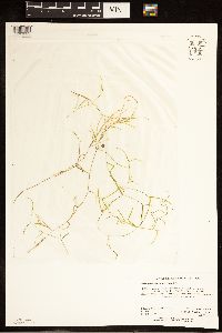 Potamogeton foliosus image