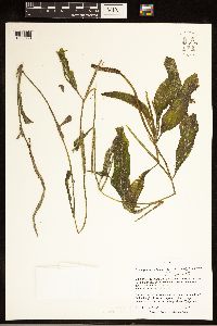 Potamogeton illinoensis image