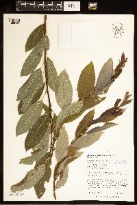 Salix discolor image