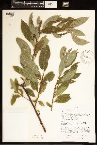 Salix discolor image