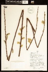 Salix discolor image