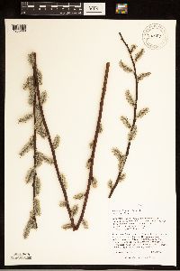 Salix discolor image