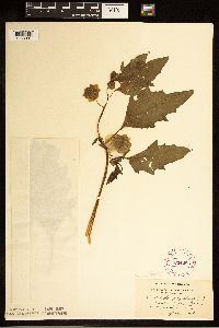 Nicandra physalodes image