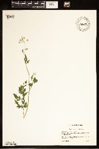 Torilis japonica image