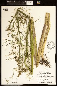 Cicuta bulbifera image