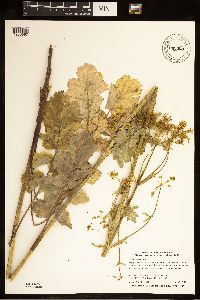Pastinaca sativa image