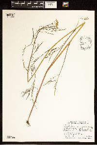 Cicuta bulbifera image