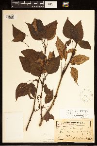 Populus balsamifera image