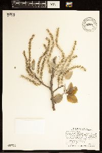 Populus grandidentata image