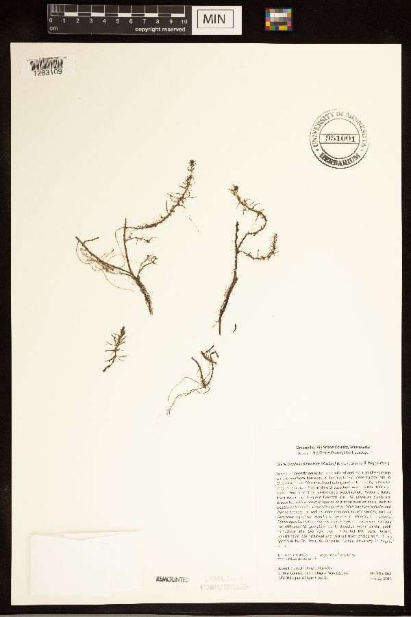 Myriophyllum pinnatum image