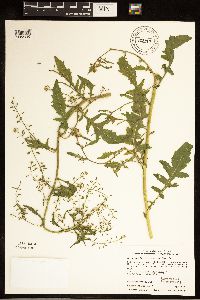 Rorippa palustris subsp. palustris image
