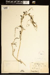 Rorippa palustris subsp. palustris image