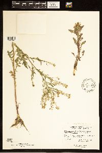 Rorippa palustris subsp. palustris image