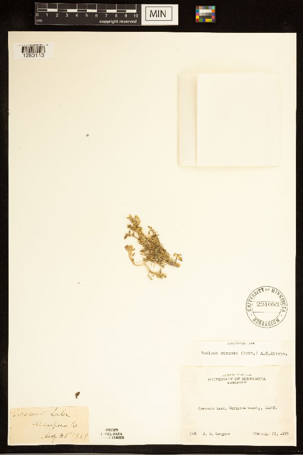 Rorippa sinuata image