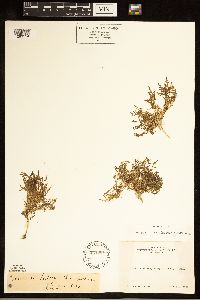 Rorippa sinuata image