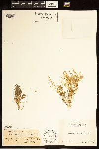 Rorippa sinuata image