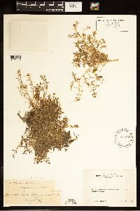 Rorippa sinuata image