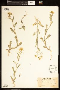 Rorippa sinuata image