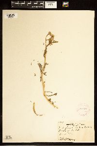 Rorippa sinuata image