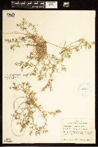 Rorippa sinuata image