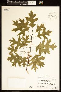 thumbnail image of current specimen
