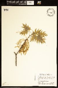 Quercus rubra image