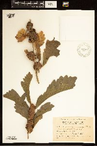 Quercus macrocarpa image