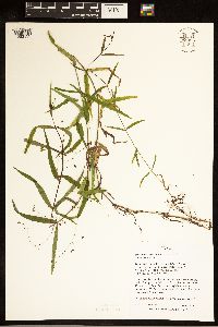 Veronica scutellata image