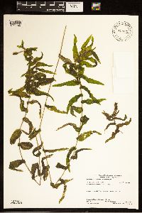 Potamogeton richardsonii image
