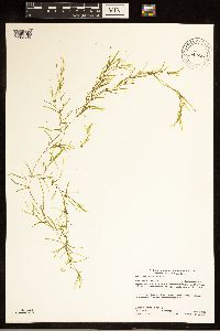 Potamogeton spirillus image