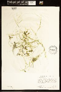Potamogeton vaseyi image