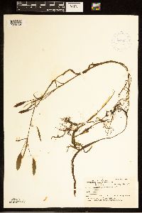 Potamogeton epihydrus image