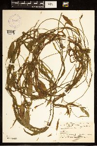 Potamogeton epihydrus image