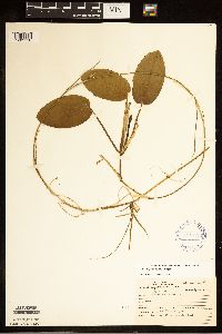 Potamogeton natans image