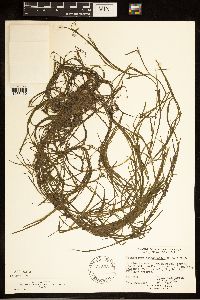 Potamogeton obtusifolius image