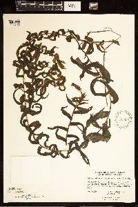 Potamogeton richardsonii image