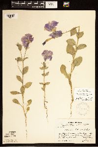 Petunia x atkinsiana image