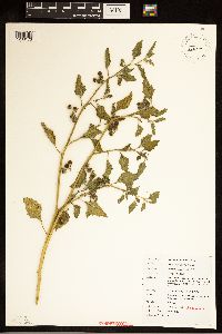 Solanum physalifolium image