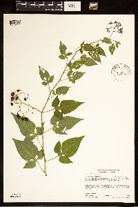 Solanum dulcamara image