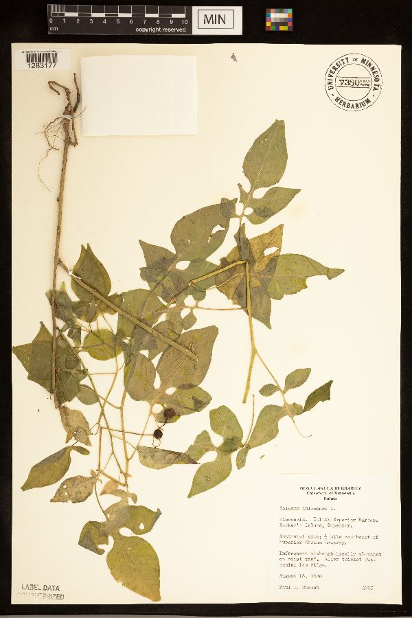 Solanum dulcamara image