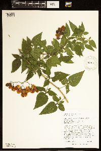 Solanum dulcamara image