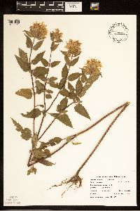 Monarda fistulosa image