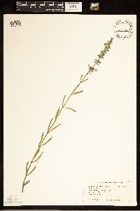 Salvia reflexa image