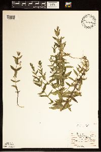 Scutellaria galericulata image