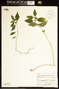 Galeopsis tetrahit image